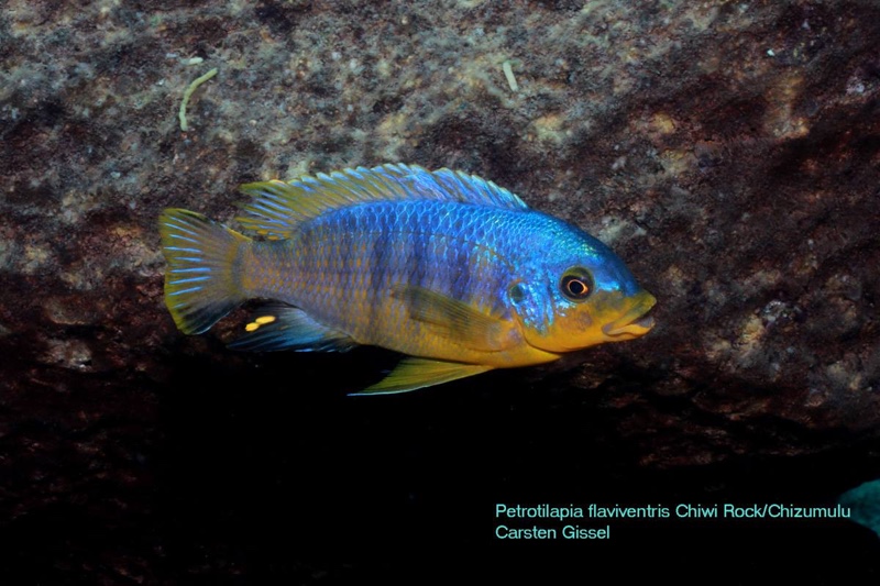 Petrotilapia flaviventris 'Chiwi Rocks'